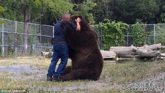 近3米高棕熊深情拥抱饲养员