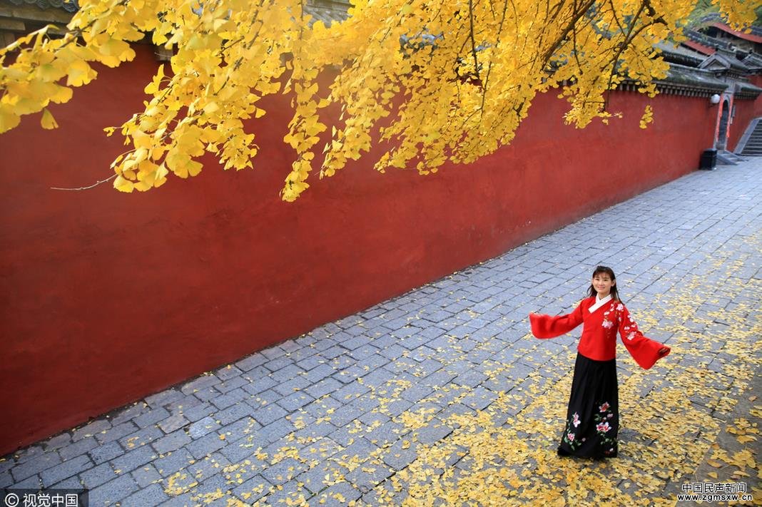 郑州：千年银杏一片金黄 少林寺入冬景色迷人