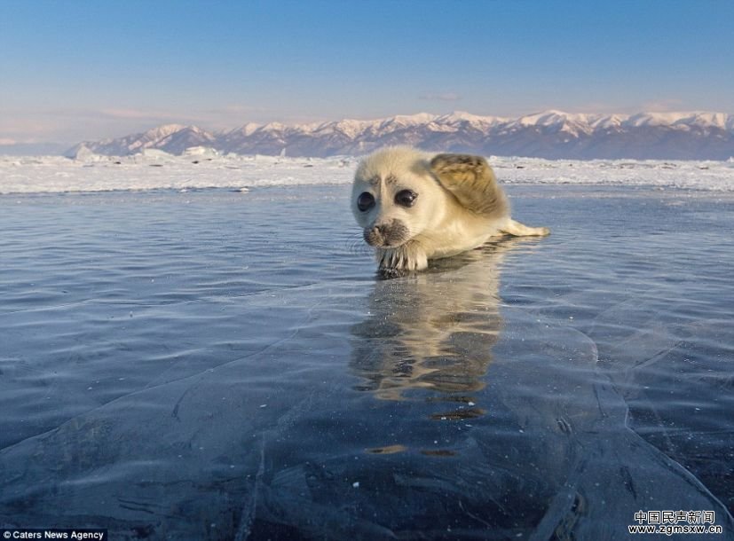 小海豹冰上卖萌 对摄影师热情“挥手”