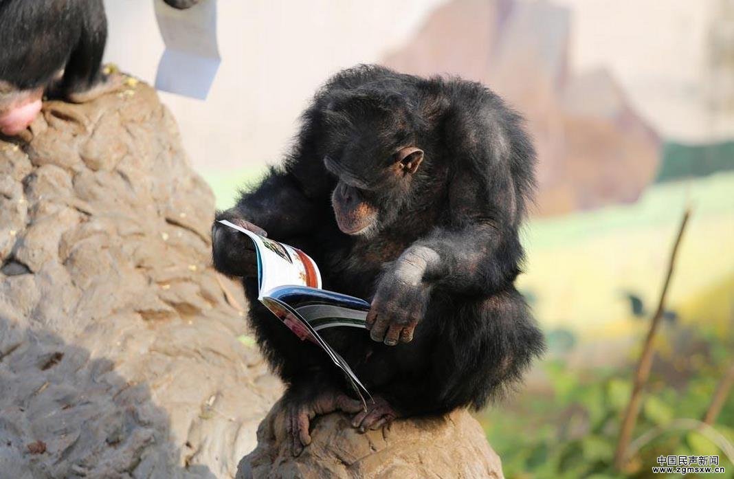 <b>动物园的黑猩猩都在读书 你还有什么理由不努力</b>