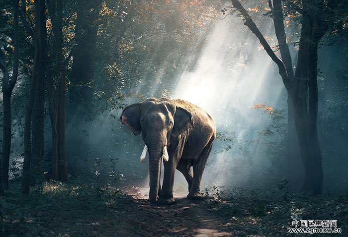 大象的礼物:中国2017年底象牙全面禁贸