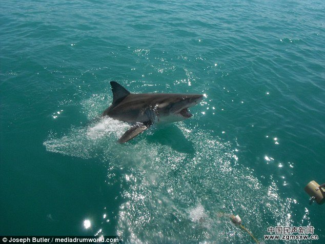 惊悚时刻：4米长大白鲨距离游船咫尺之遥