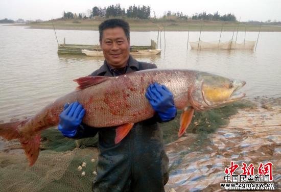 江西渔民捕获70余斤重超大鳡鱼