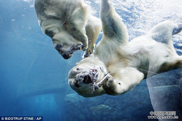 可怜北极熊离婚后被迫搬离动物园