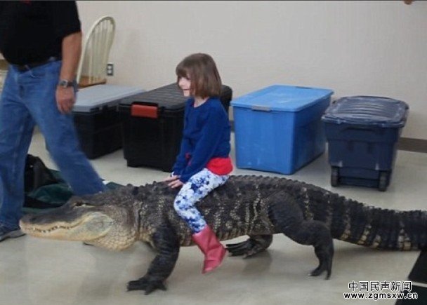 美国女童骑鳄鱼引争议