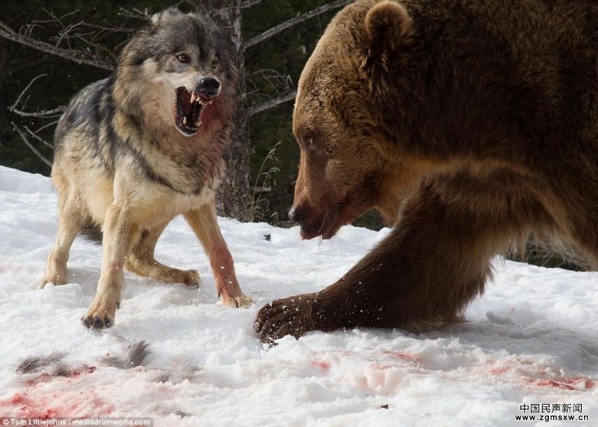 血红的牙齿和利爪：狼群为保护猎物与熊开战