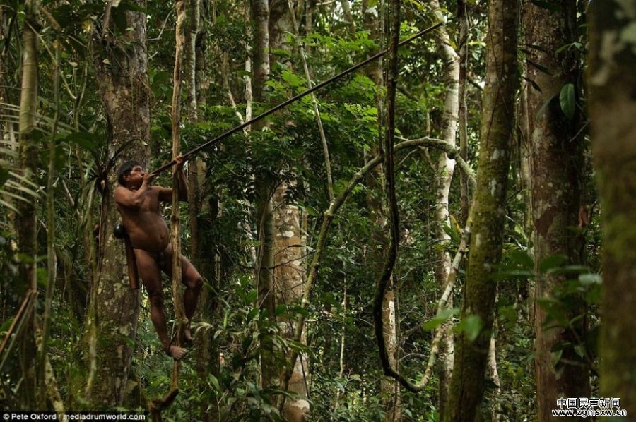 热带雨林中部落的真实状态 爬树吃猴子