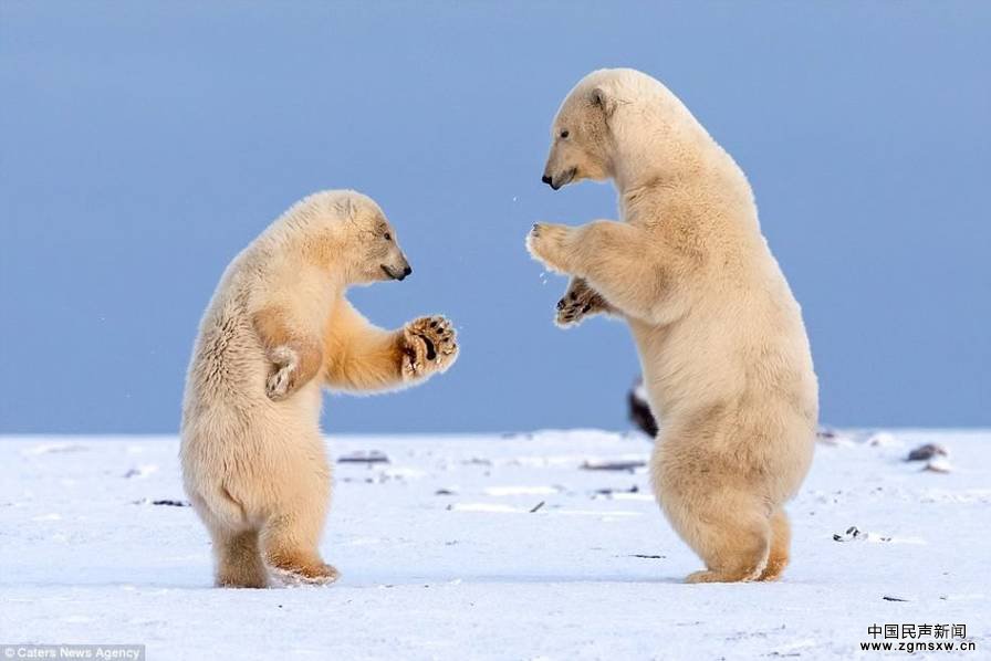 北极熊幼崽跳起冬季华尔兹