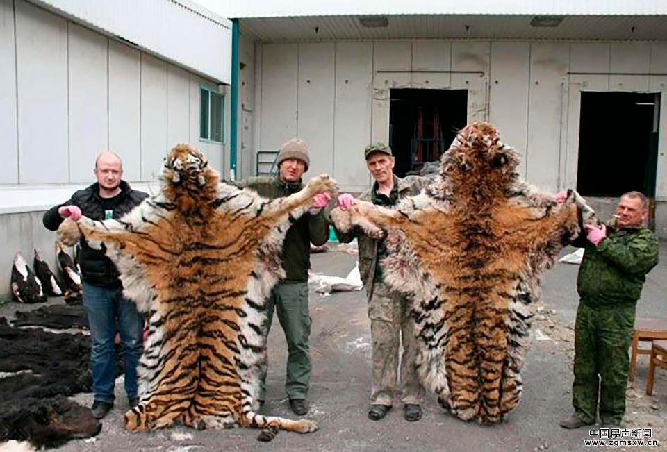俄商人猎杀6只濒危西伯利亚虎 被罚超100万元