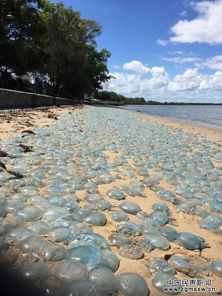 澳大利亚上千只毒海蜇涌上沙滩＂晒太阳＂