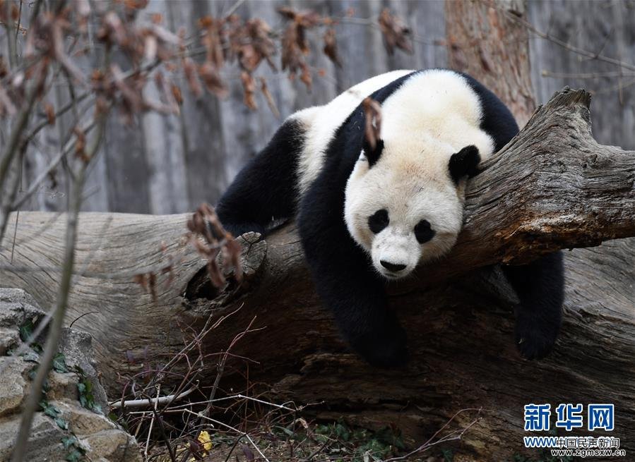 旅美大熊猫“宝宝”起程回国