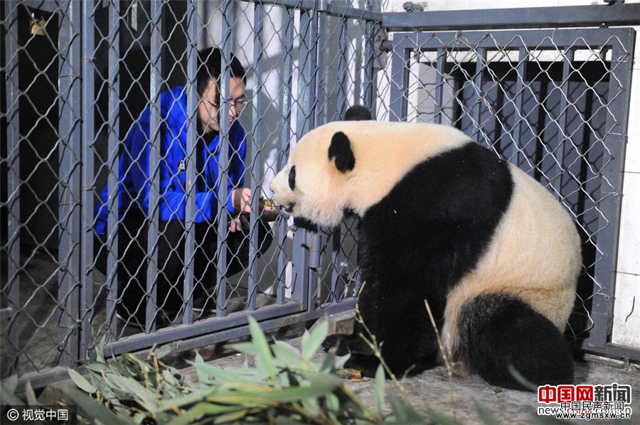 旅美大熊猫顺利回到中国大熊猫保护研究中心