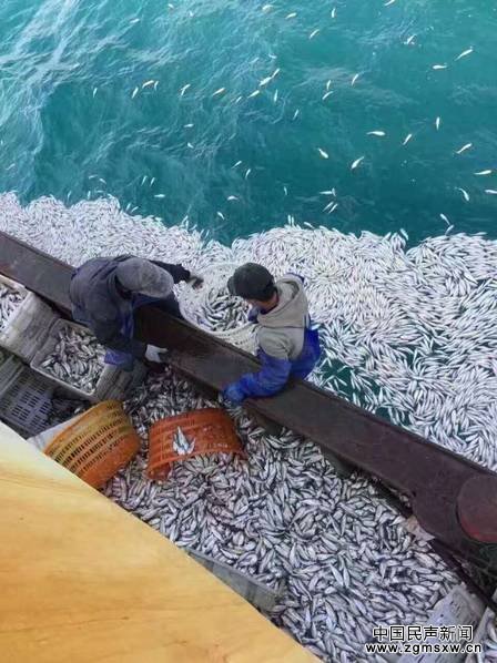 浙江渔船白捡9000余公斤黄鱼