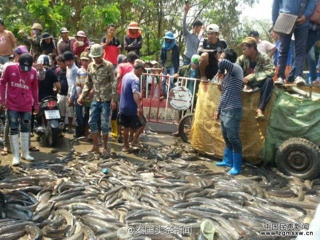 泰国鱼商倒400吨鱼在地上抗议加税