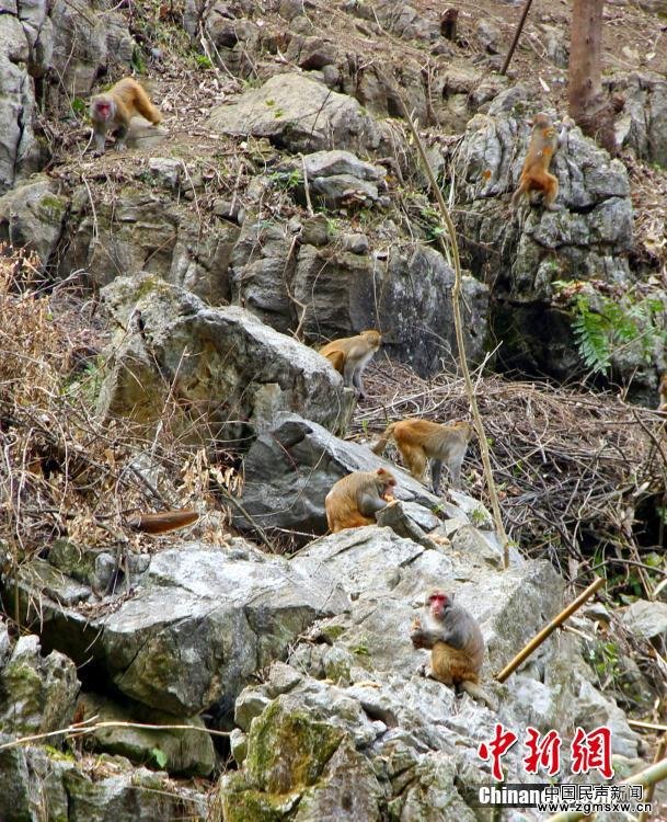 百余只野生猴广西山村安家 村民自发喂养