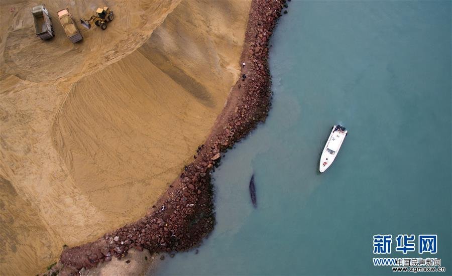 多方救助大亚湾海域搁浅抹香鲸 生还希望极小