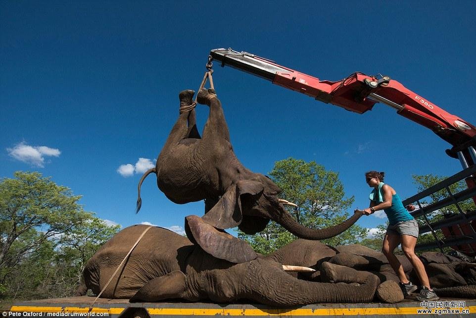 南非自然保护区4吨重大象被吊起装车送“回家”