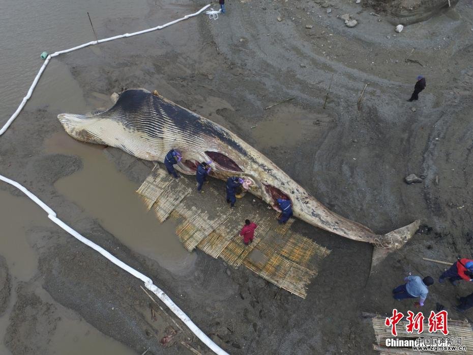 上海死亡鲸鱼被解剖 开始标本制作