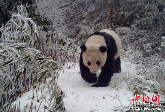 红外相机在四川拍到野生大熊猫
