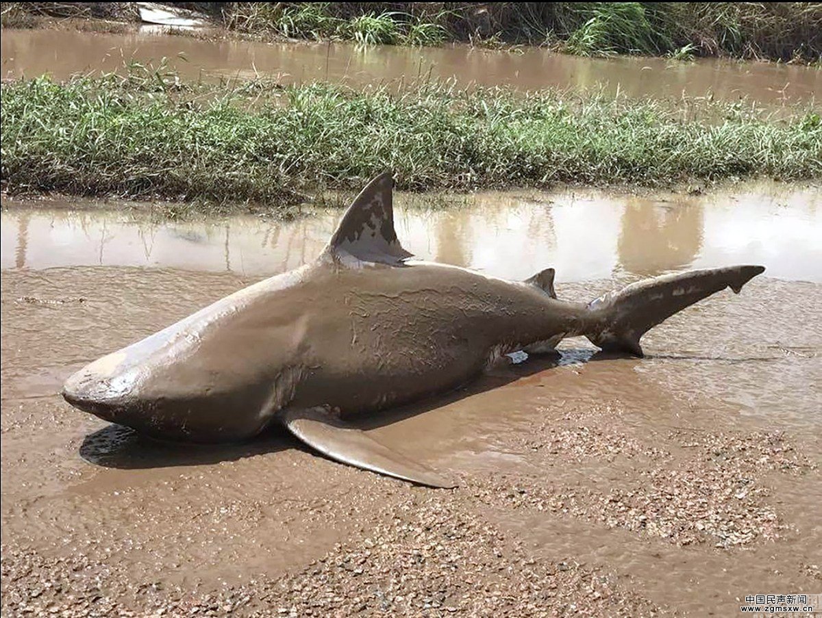 澳大利亚遭遇飓风袭击 鲨鱼“飞”上马路