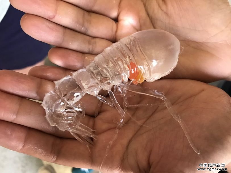 日本人深海捕到异形怪虾 全身透明只有中间一点