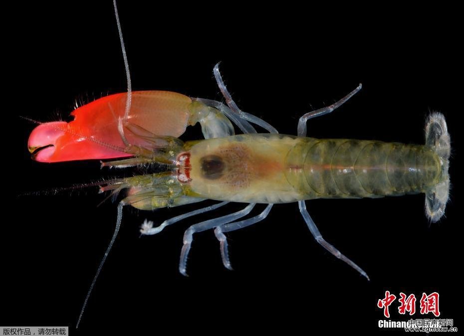 巴西科学家发现虾类新物种 以摇滚乐队命名