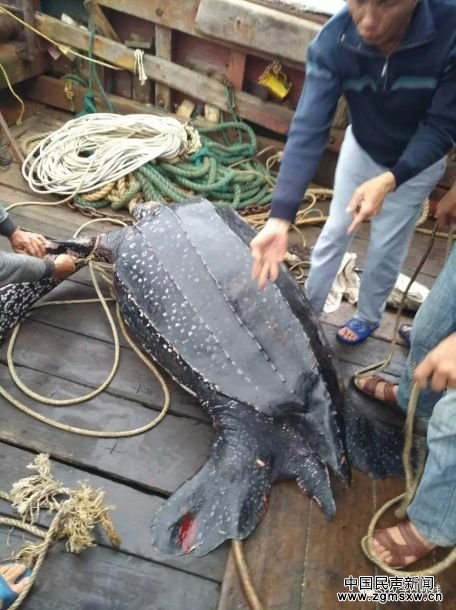 汕头渔民捕获300斤重海龟后放生