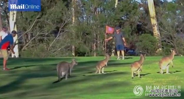 澳大利亚高尔夫球场被袋鼠占领了