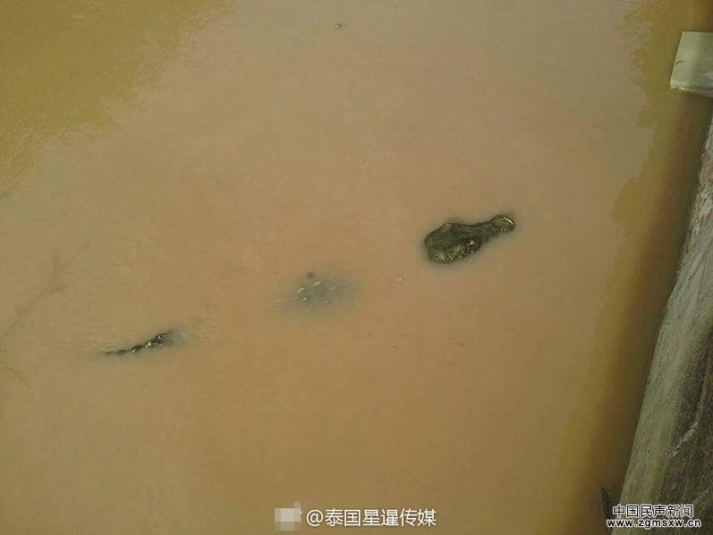 河中鳄鱼吓坏多人 被拖上岸后令人吃惊