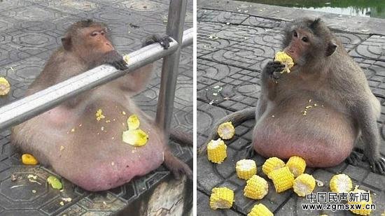 泰国猴子胖成猪已无法上树 疑游客投食过度