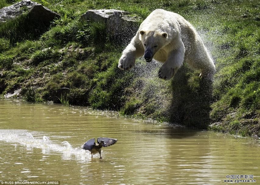 北极熊捕鸭重新诠释“熊样”的含义