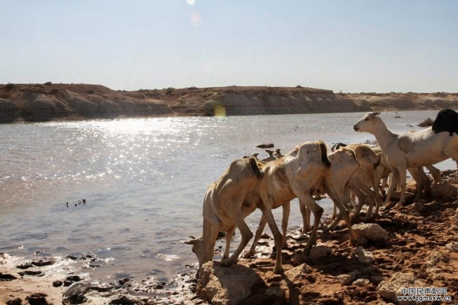 东非持续干旱 索马里牛羊群已变累累白骨