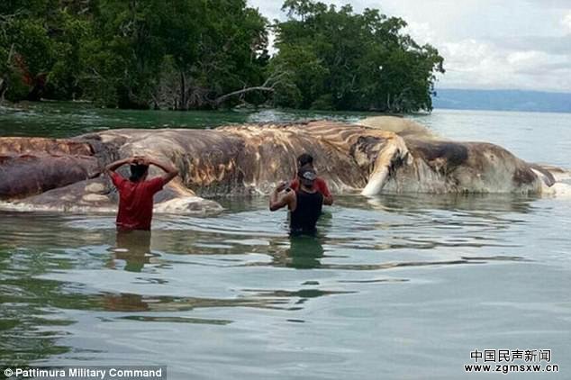 求鉴定！印尼发现15米长海洋神秘生物