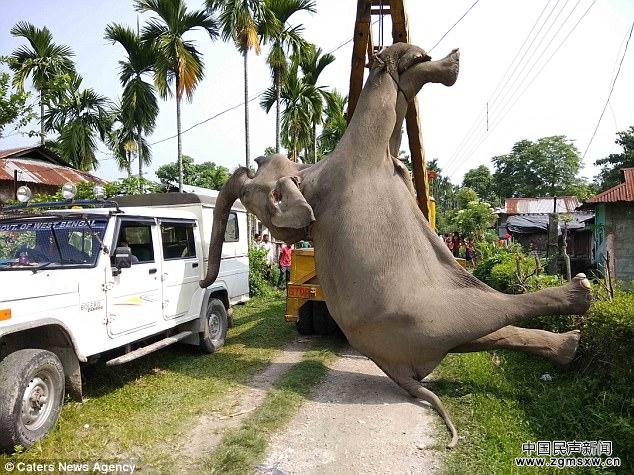 印度大象误闯稻田触电身亡 尸体被起重机吊走