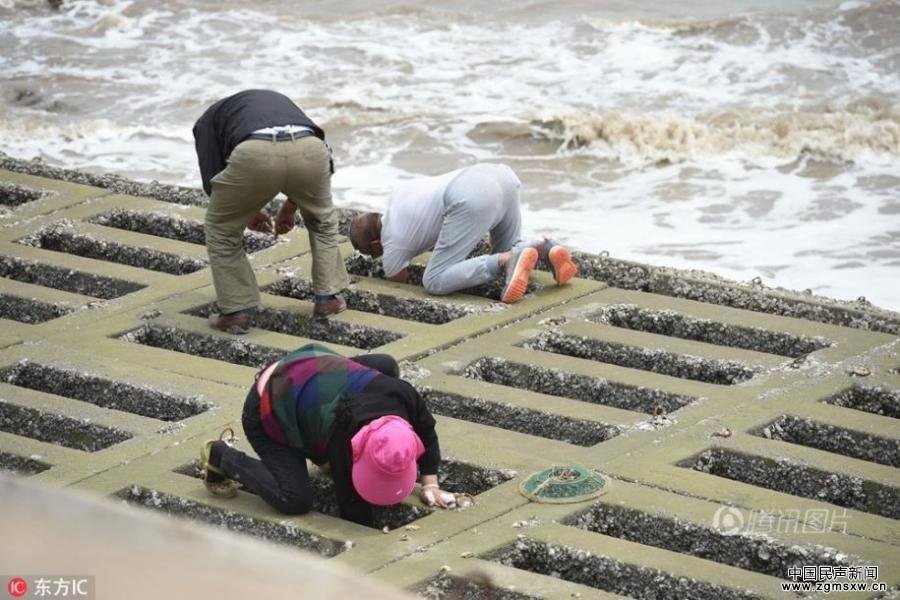 游客冒大风浪在天津港海边抢挖生蚝