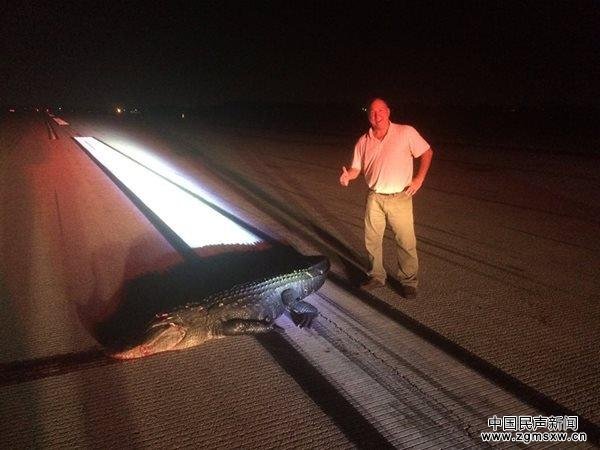 飞机降落时撞上3米长鳄鱼 机翼受损