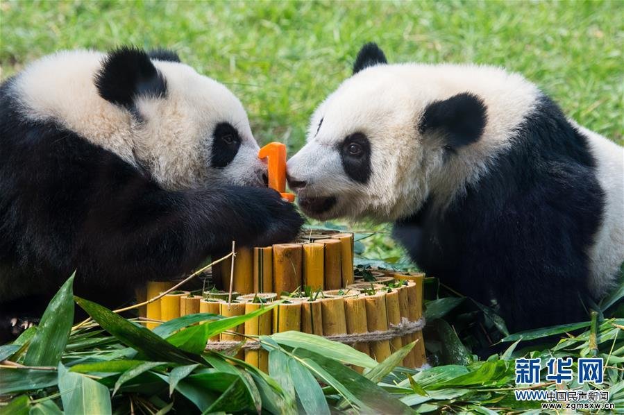 <b>澳门大熊猫双胞胎喜迎一周岁生日</b>