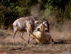肯尼亚母狮猎杀角马：贪婪迅猛一击致命