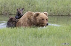 熊妈妈背怕水熊宝过河 面画暖心