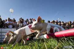 瑞士农展会办“小猪快跑”活动引围观