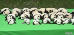 成都23只大熊猫幼仔集体上演“熊猫瘫”